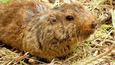 Los científicos estudian la diversidad de especies de los roedores tuco tuco /Crédito APM Neuquén