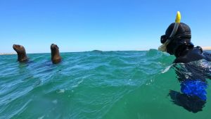 Nadar con lobitos de mar en Las Grutas: una aventura única para quienes buscan emoción