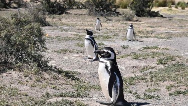Punta Tombo es la colonia de  pingüino de Magallanes más grande de Sudamérica. (Archivo).