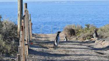 Punta Tombo es la colonia de  Pingüino de Magallanes, más grande de Sudamérica. (Gentileza)