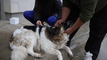 Vacunarán contra la rabia a perros y gatos en Roca. 