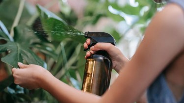 Aceite de neem
