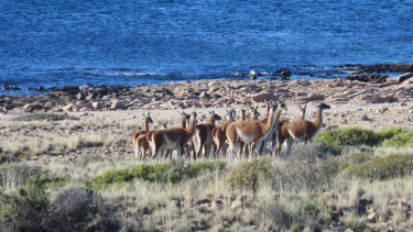 Parque Nacional Islote Lobos en Río Negro. Foto Argentina.gob.ar