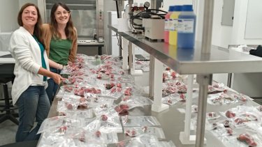 Los investigadores compararon las frutillas nativas con las comerciales. Foto: gentileza 