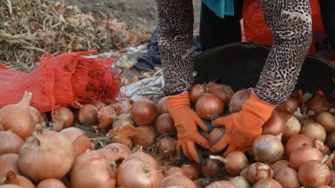 Cebollas en Río Negro.