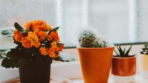 Imagen de Las plantas de interior con flores ideales para febrero: crecen rápido y no requieren muchos cuidados