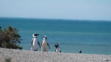 Pingüinos y la magia de una costa única 