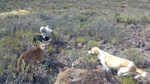 Imagen de Neuquén dio marcha atrás con la caza del puma: Rolando Figueroa dijo que «era una barbaridad»