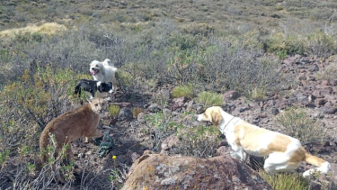 Los especialistas argumentaban que el puma genera daños en el "ganado menor". Foto: archivo