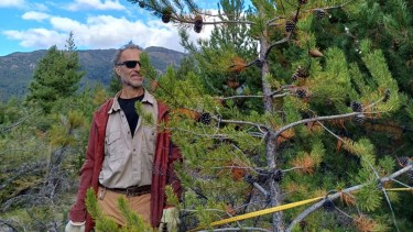 La Red Pinos detecta la presencia de pinos invasores que pueden favorecer la propagación de incendios/ Crédito Red Pinos