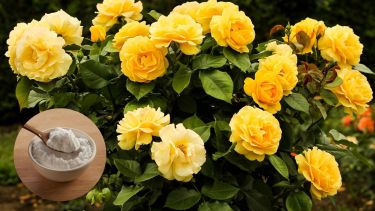  Este producto actúa como un fungicida natural que ayuda a prevenir enfermedades como el mildiú polvoriento, y su uso regular puede mejorar la salud general de la planta.