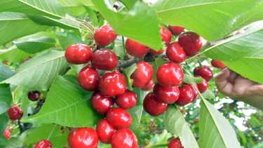 Cosecha de cerezas en Río Negro. Archivo