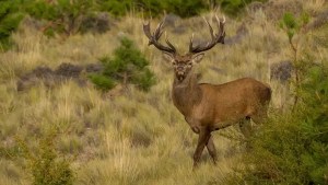 Los imputaron por llevarse dos ciervos colorados en el baúl del auto cerca de Bariloche