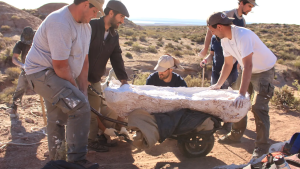 Taurovenator: el nuevo dinosaurio gigante carnívoro de Río Negro que desafía al T-Rex