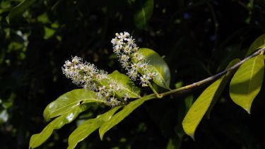 El laurel es una planta ideal para espacios con poca iluminación. 