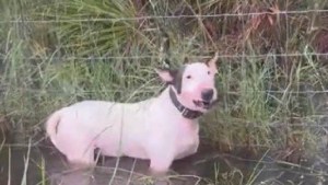 Ataron un perro a un poste y lo abandonaron en medio del huracán Milton 
