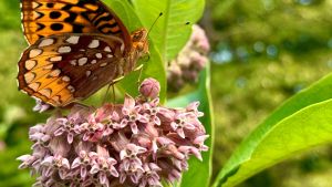 Jardín: cómo hacer para atraer polinizadores y que tu patio estalle de flores en enero