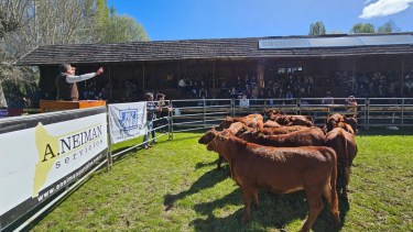Este domingo se realiza el remate en la pista central del predio de la Sociedad Rural del Neuquén (Prensa SRN)