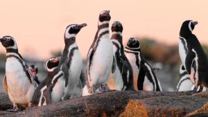 Masacre de pingüinos en Punta Tombo: de Charles Chaplin a una jueza en la cornisa
