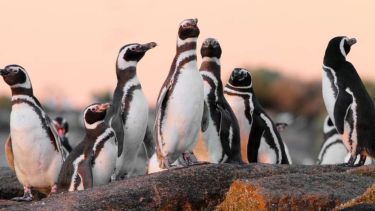 Punta Tombo es la colonia de  Pingüino de Magallanes más grande de Sudamérica. Foto: Gentileza Facebook Juan Cabandié. 