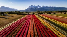 Imagen de Video: Así amanece en el campo de tulipanes de Trevelin, un despertar soñado en la Patagonia