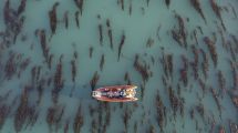 Imagen de Los bosques marinos de la Patagonia pueden ayudar a frenar el cambio climático y hay que protegerlos
