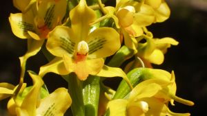 Tras la búsqueda de guardianes de orquídeas en Bariloche