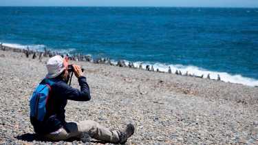 De septiembre a marzo, tenés la oportunidad de deambular entre las colonias de Pingüinos de Magallanes. Fotos: Turismo Puerto Madryn.