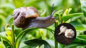 Caracoles y babosas | Cómo hacer que se vayan de tu patio: fácil y sin gastar nada