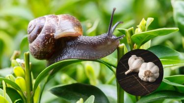 Existen varias alternativas naturales que ayudan a mantener alejados a caracoles