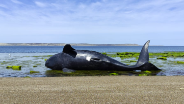 Registran más de 70 ballenas muertas en Chubut en lo va del año. Foto: Canal 12