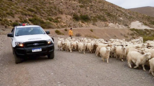 Comenzó la trashumancia de crianceros en las rutas de Neuquén: el camino a la veranada
