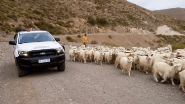 Por la trashumancia de crianceros hay en acompañamiento en las rutas. Foto: Gentileza Neuquén Informa. 