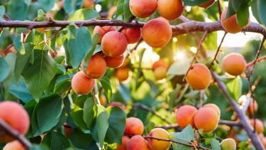 Aunque los damasqueros pueden tardar algunos años en dar frutos, la espera vale la pena.