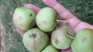 Heladas y granizo golpearon la fruticultura en Río Negro: piden declarar el estado de desastre agropecuario