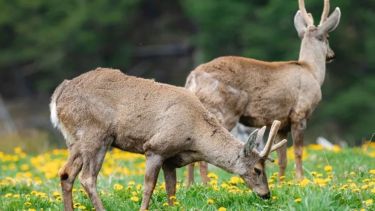 El huemul es uno de las especies que habita la Patagonia. Crédito Benjamín Valenzuela
