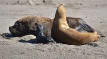 Imagen de Lo que dejó la gripe aviar: un brote que afectó a la fauna marina, del que aún se desconocen las causas