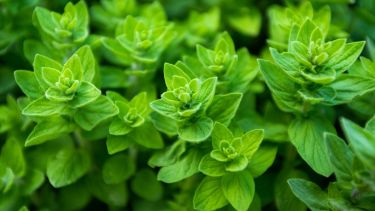 Esta planta es rica en antioxidantes y compuestos naturales.