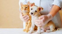 Imagen de ¡Atención! Realizan jornadas de vacunación para mascotas en Neuquén: cuándo y dónde serán