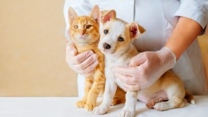 Neuquén: no te pierdas estas jornadas de vacunación antirrábica para perros y gatos en enero 2025