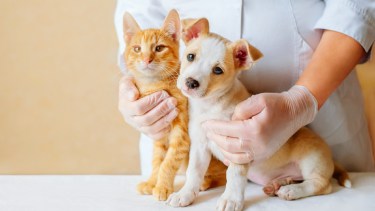 Vacunación en Neuquén para perros y gatos.-