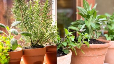 Las plantas aromáticas sirven también para incorporar en la alimentación. 