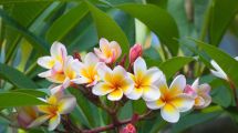 Imagen de El árbol tropical que crece muy fácil: llená tu patio de aroma, flores y colores