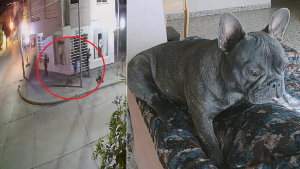 Video | Buscan a «Mía», una perrita que fue robada en Regina: «Se la llevaron corriendo y en brazos»