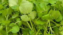 Imagen de Este alimento está repleto de vitamina C, regula el azúcar en sangre y refuerza las defensas