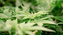 Imagen de Cannabis medicinal: otorgan la primera licencia para cultivar Cannawine a una empresa nacional