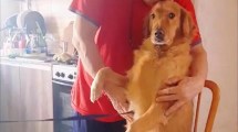 Imagen de Decidieron curarle el «empacho» a su perrita y el video se volvió viral 