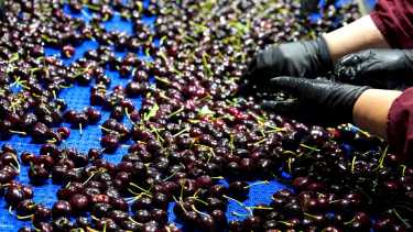 Las preciadas cerezas de la Patagonia. Foto: Cecilia Maletti.