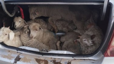 Impactante: 30 chivitos trasladados vivos en el baúl de un auto en Río Negro