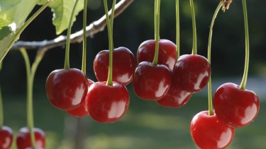 Temporada de cerezas en Río Negro y Neuquén. Archivo